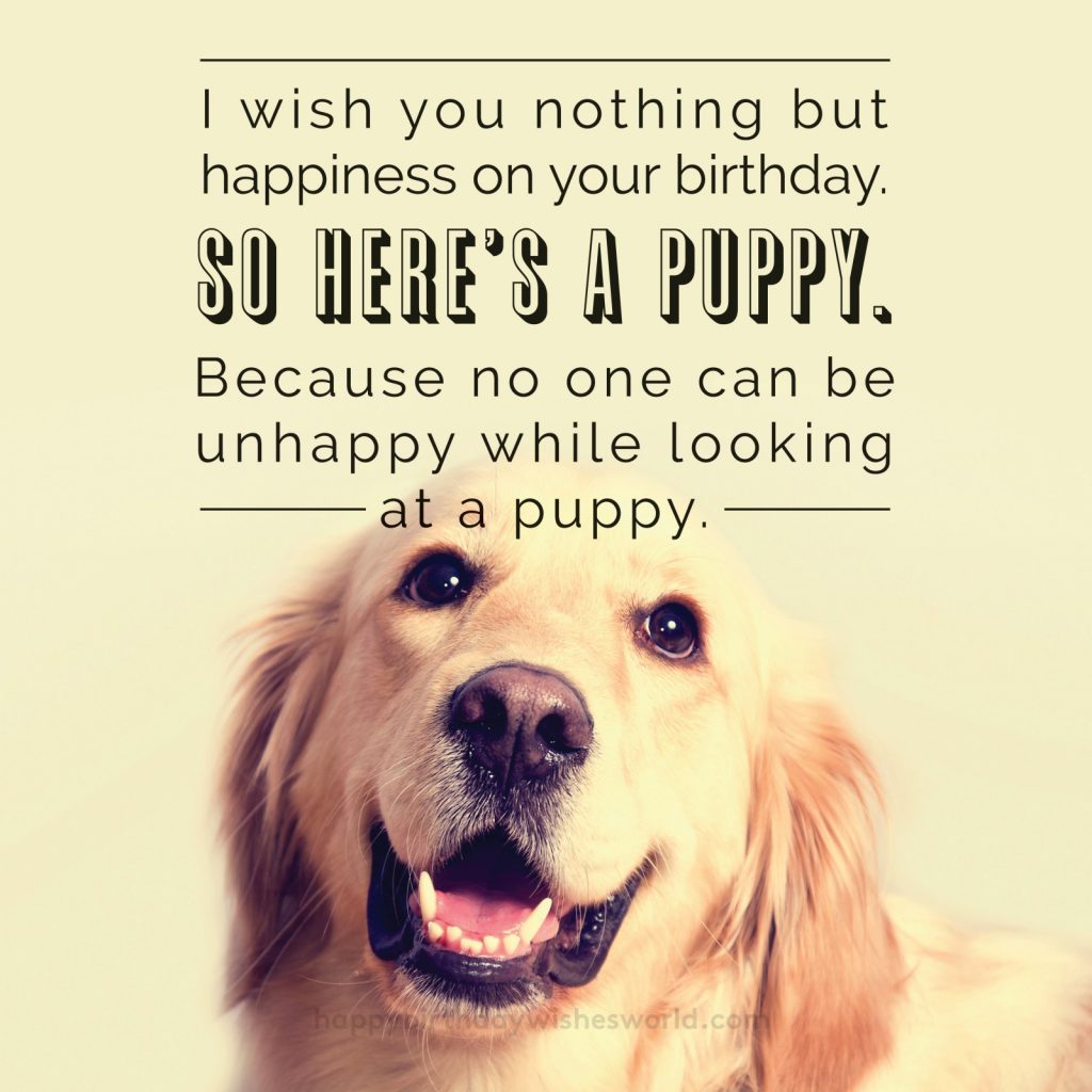 I wish you nothing but happiness on your birthday. So hear's a puppy. Because no one can be unhappy while looking at a puppy.